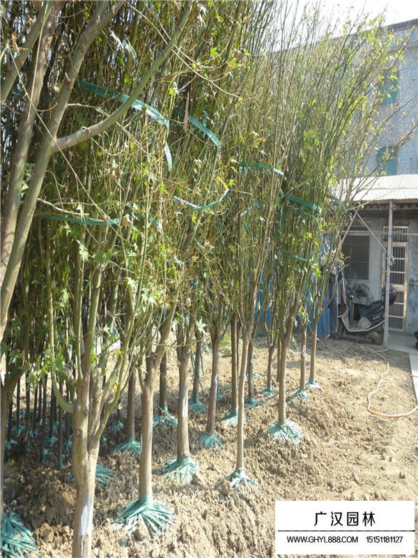 最新雞爪槭的價(jià)格(圖1)