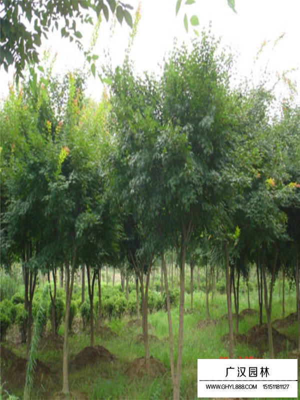 最新雞爪槭的價(jià)格(圖4)