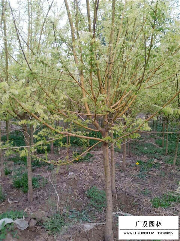 綠化黃金樹圖片(圖1)