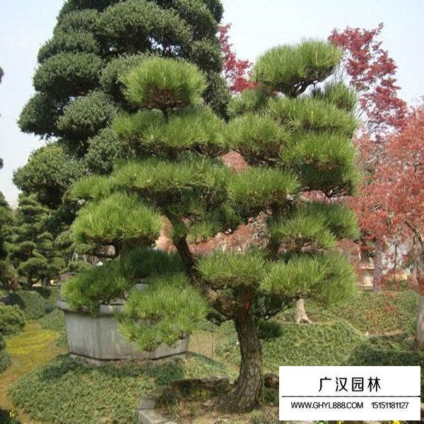 黑松白芽松價格(圖4)