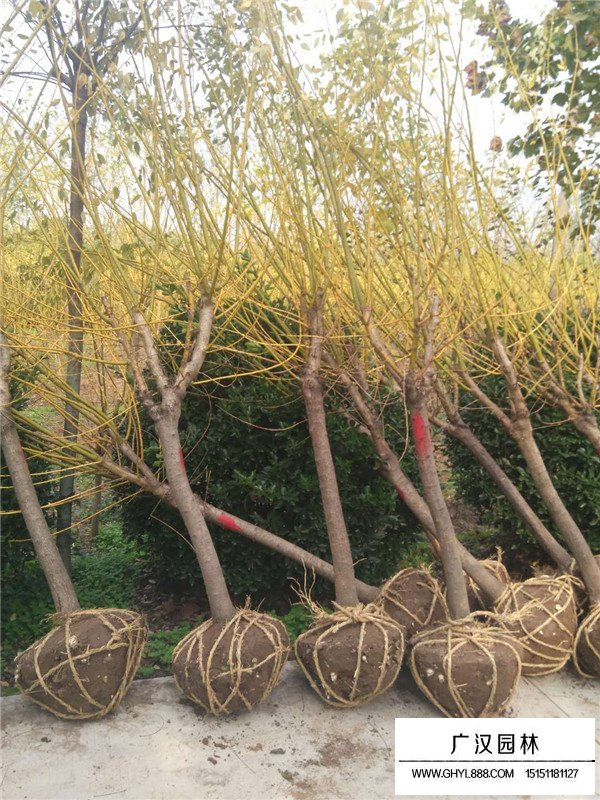 黃金樹苗什么樣(圖3)