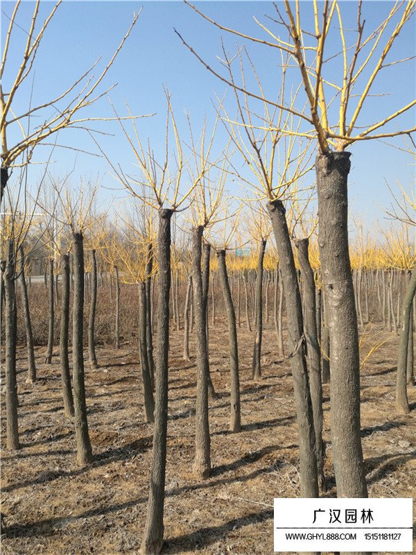 黃金條是什么(圖3)