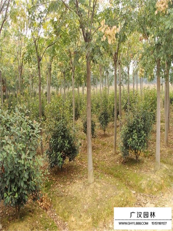 黃山欒基地在哪兒(圖2)