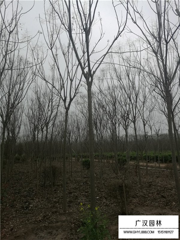 黃山欒基地在哪(圖2)