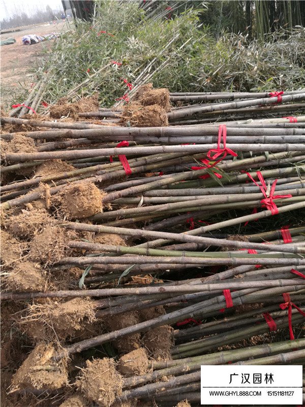 院子載種紫竹好還是載種金鑲玉好(圖3)