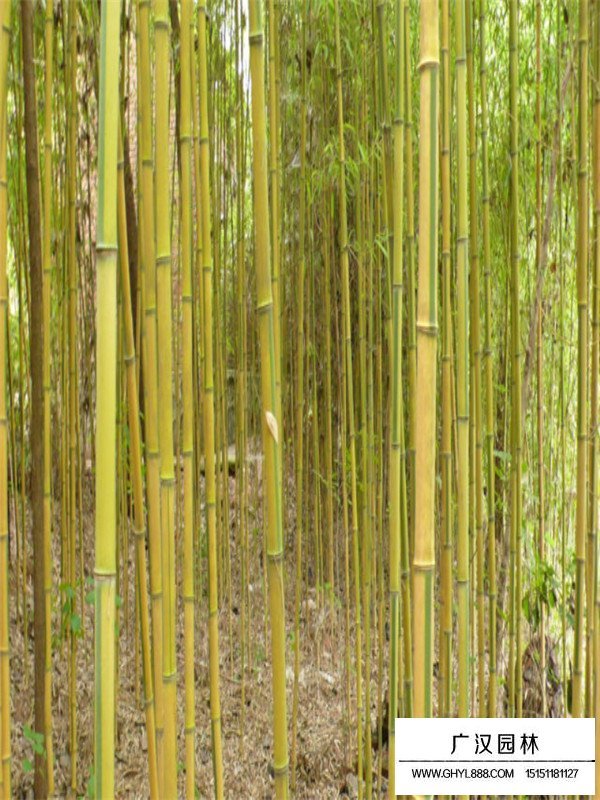 金鑲玉竹和紫竹培植的時候應(yīng)該注意些什么(圖4)