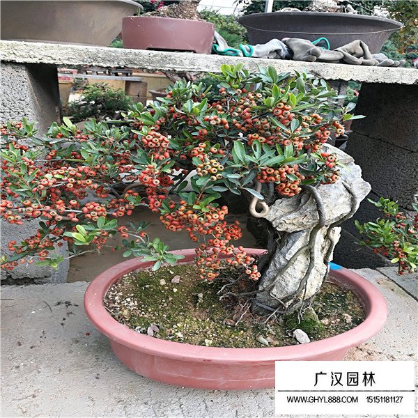 火棘盆景圖片(圖2)
