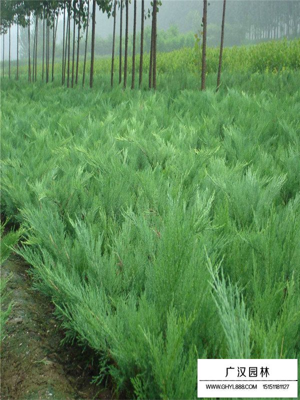 沙地柏百度百科(圖1)