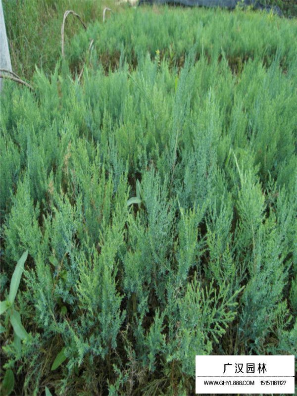 沙地柏多少錢一棵(圖4)