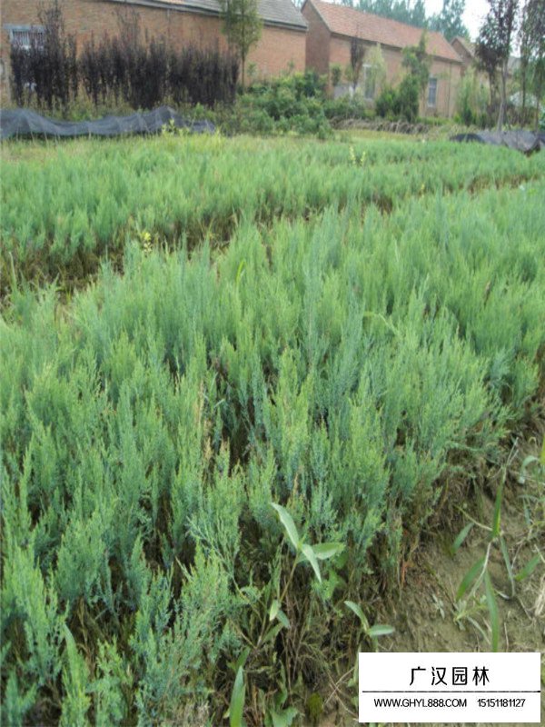 沙地柏一平米種多少棵(圖3)