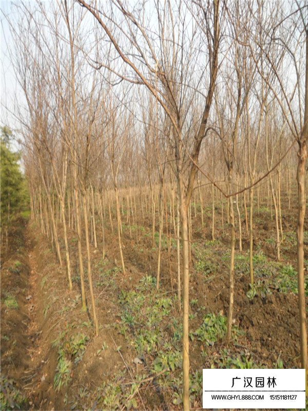 紅花紫薇養(yǎng)殖方法(圖2)