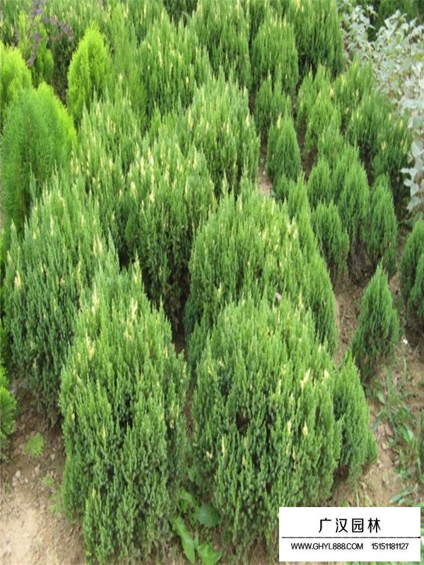 花柏球園林用途(圖1)