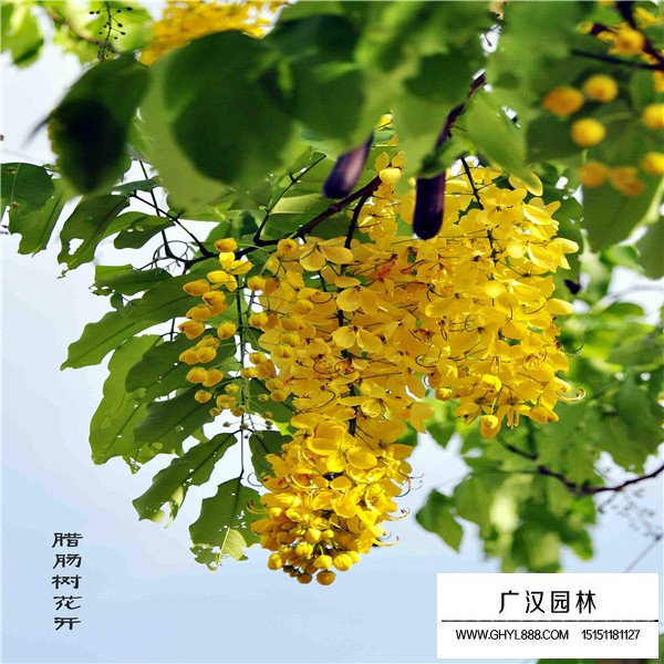 金黃垂花吊的是什么(圖2)