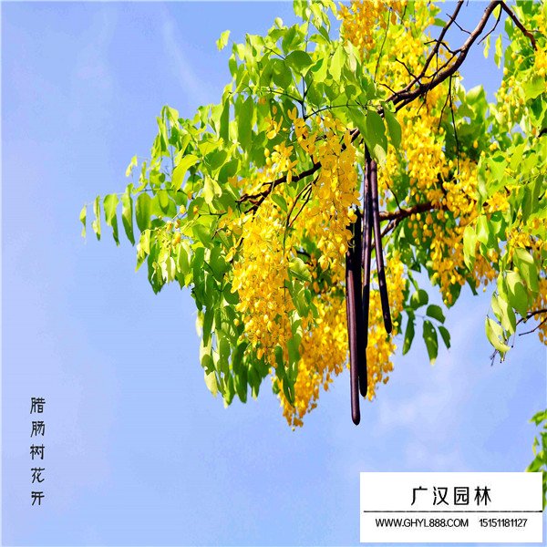 金黃垂花吊的是什么(圖1)