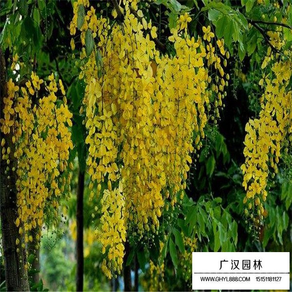 金黃垂花吊的是什么植物(圖3)