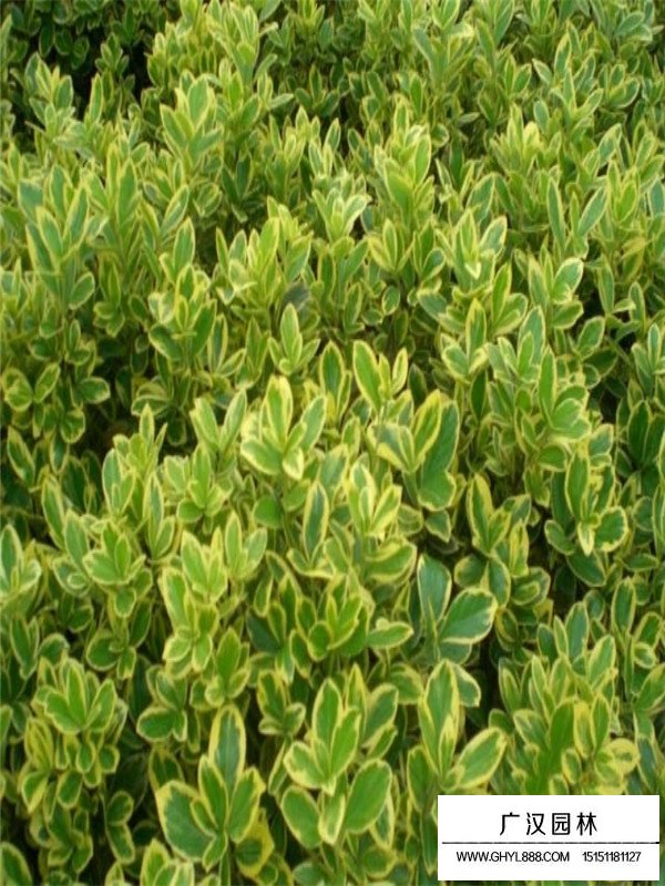 金邊黃楊怎么養(yǎng)(圖4)