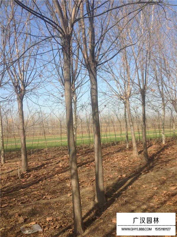 行道樹的種類(圖1)