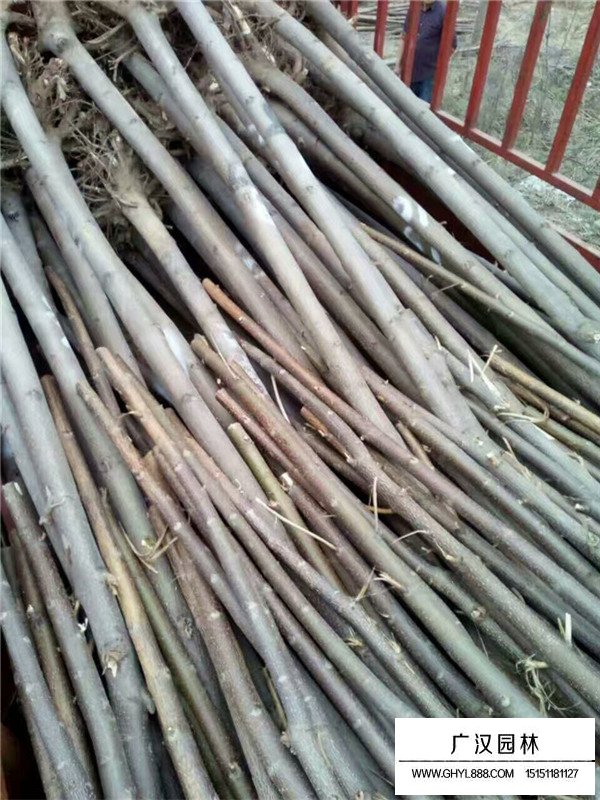 行道樹的種類(圖4)