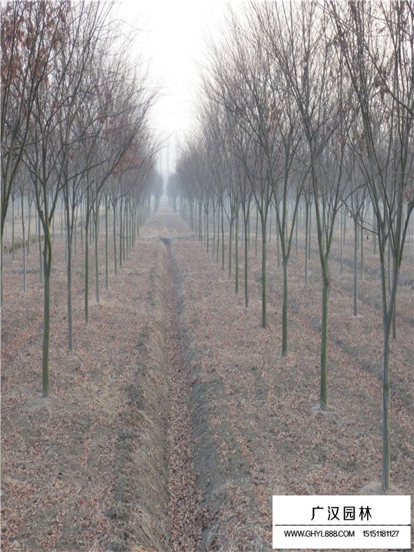 紅櫸是什么(圖3)