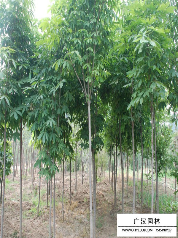 紅花七葉樹苗子價格(圖1)