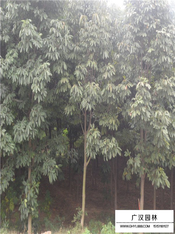 紅花七葉樹苗子價格(圖2)