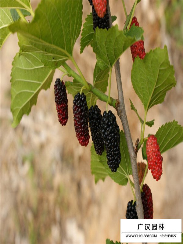 桑樹是果樹嗎(圖1)