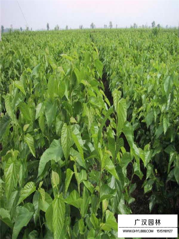 桑樹是果樹嗎(圖4)