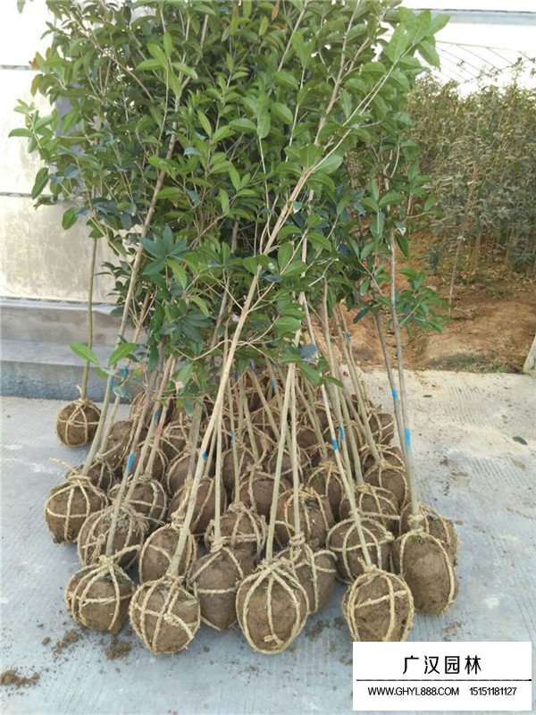 桂花樹(shù)地徑17.5cm價(jià)格(圖1)