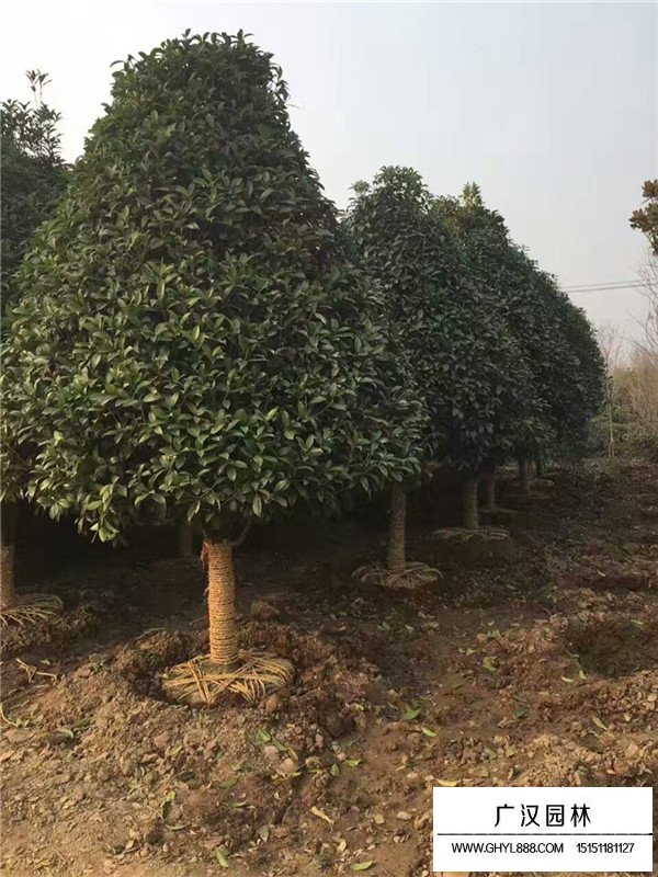 桂花樹(shù)地徑17.5cm價(jià)格(圖4)