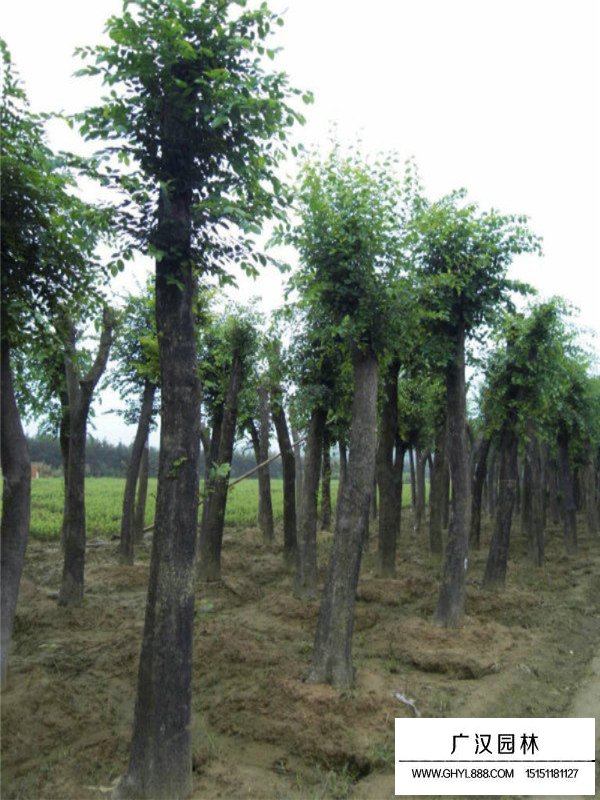 50公分分枝的樸樹算叢生嗎(圖3)