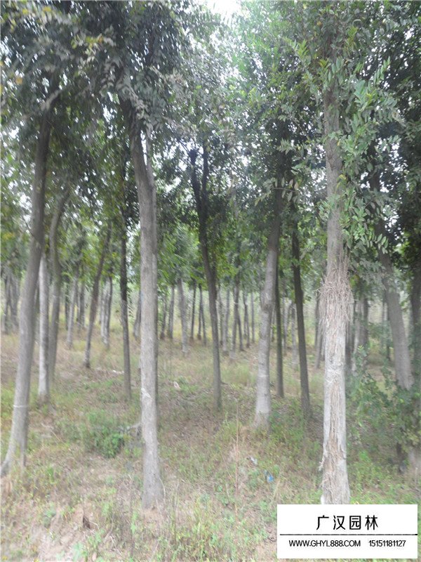 50公分分枝的樸樹算叢生嗎(圖4)