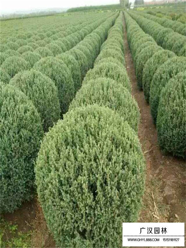 1.2米的刺柏球怎么賣(圖4)