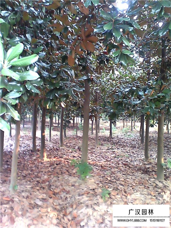 18公分的廣玉蘭價(jià)格(圖4)