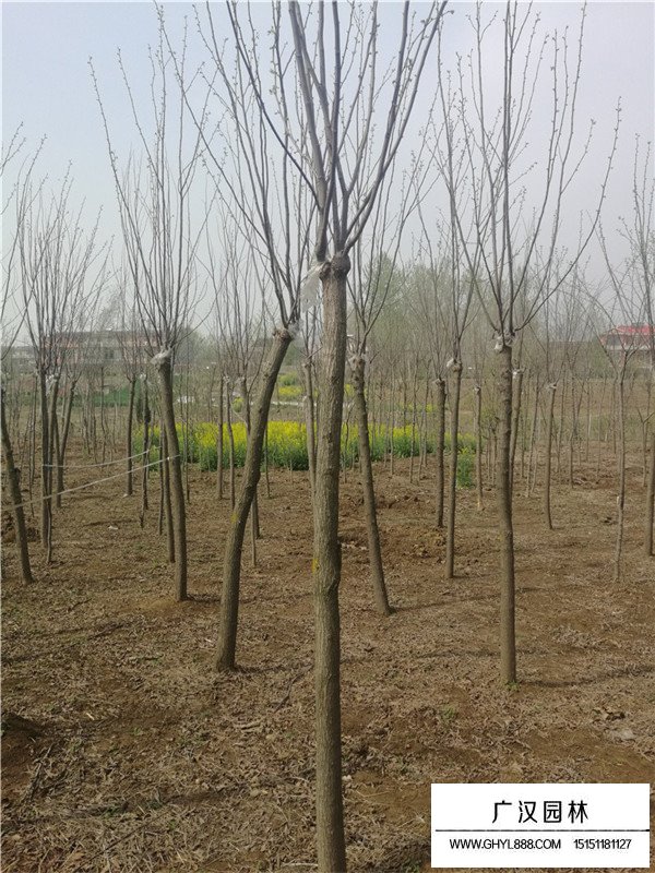 紅花槐繁衍方法(圖3)