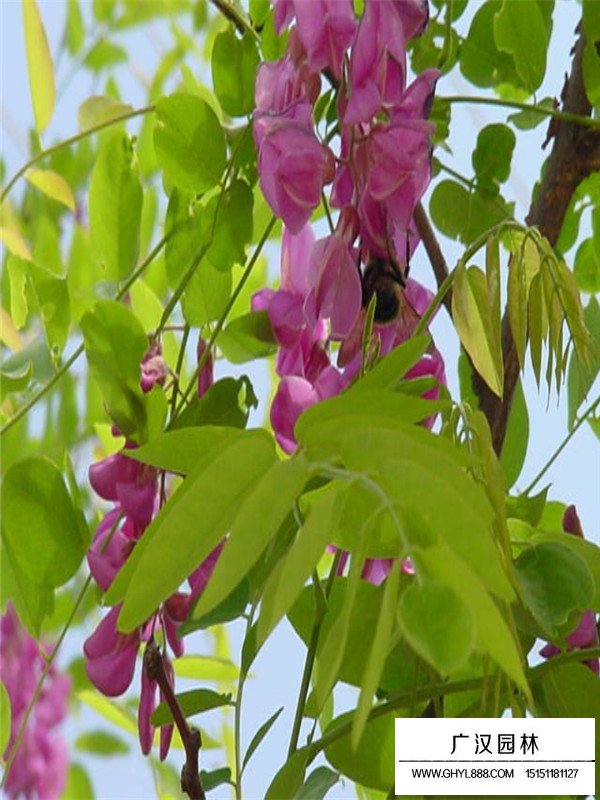 紅花槐繁衍方法(圖4)