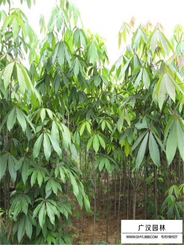 種植紅花七葉樹的前景(圖2)