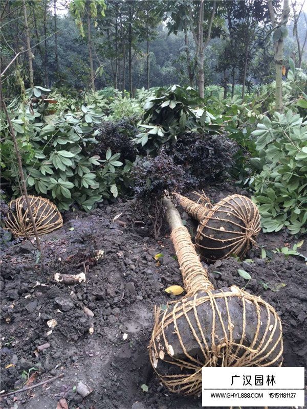 種植紅花七葉樹的前景(圖3)