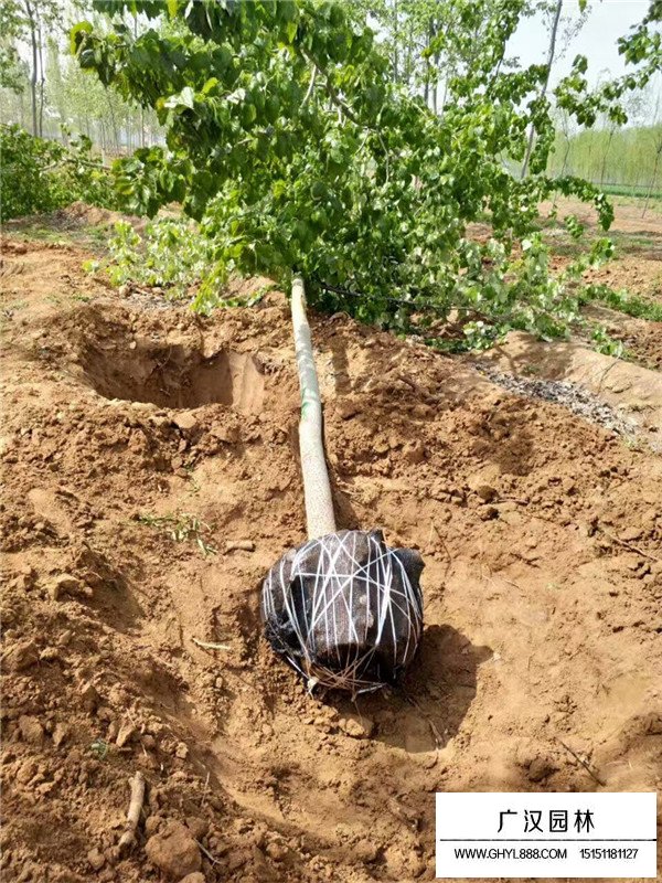 北京造林毛白楊(圖4)