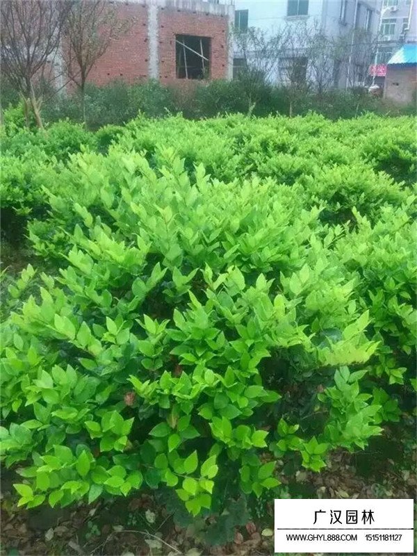 金森女貞價(jià)格(圖3)