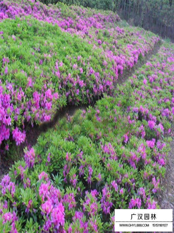 春鵑每平米多少株(圖4)