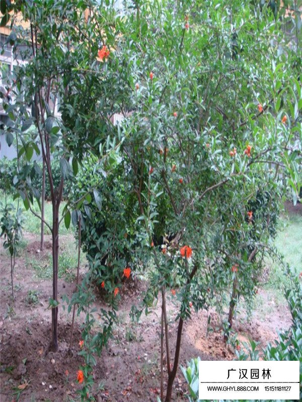 叢生花石榴屬于喬木還是灌木(圖4)