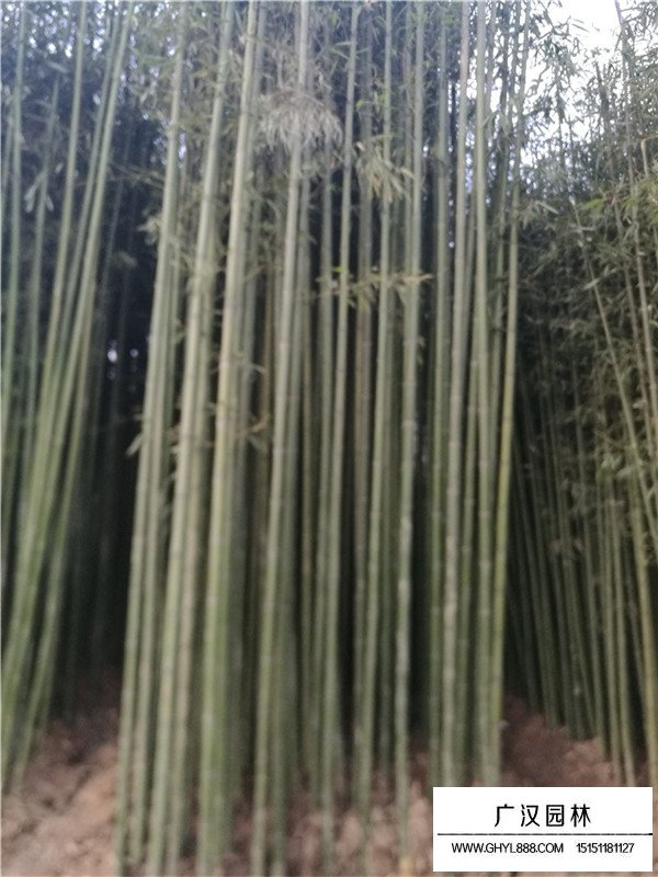 早園竹的價值(圖1)