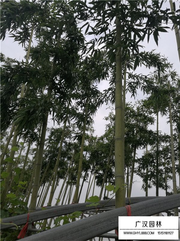 早園竹的價值(圖4)