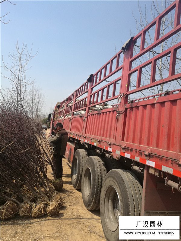 榆葉梅的管理及種植方法(圖3)