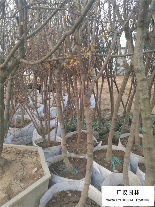 臘梅苗造型盆景(圖1)