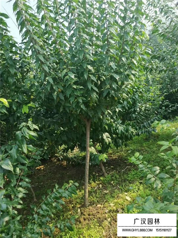 臘梅苗造型盆景(圖3)