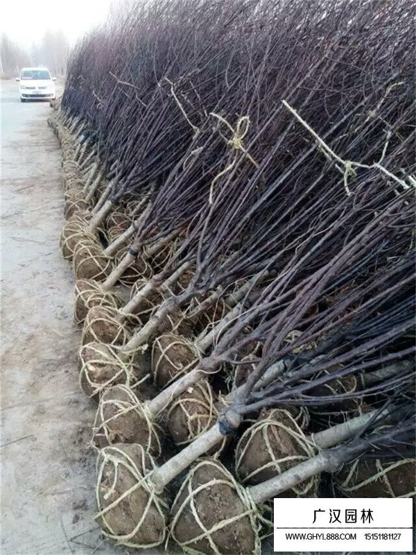 紅葉榆葉梅價格(圖4)