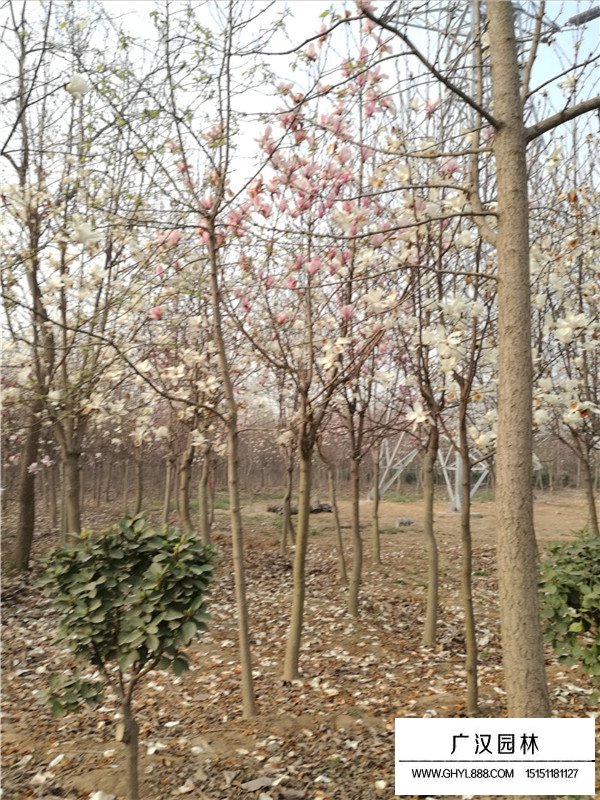 紫玉蘭種子價格(圖3)