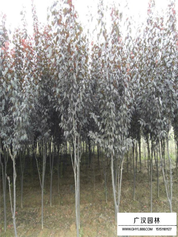 紫葉李種植技術(shù)(圖1)