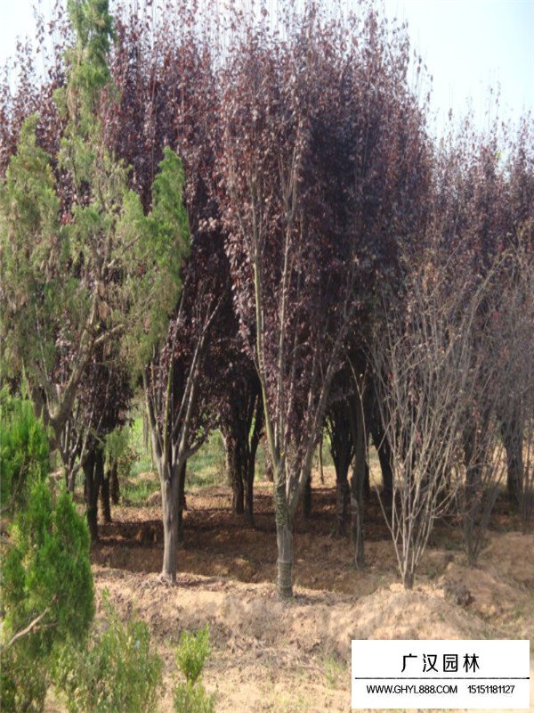 紫葉李種植技術(shù)(圖4)